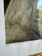 1976 Andrew Wyeth Limited Edition Collotype: “My Young Friend”, Framed